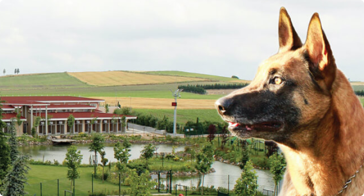 Flydog K9 Services